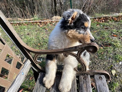Ope's Tralia De Beaumont, Eleveur de Chiens à Serres