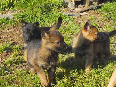 Elevage Canin - Clos de la Vallée Blanche - Isère, Eleveur de Chiens à Allevard
