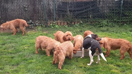 De l'écho du tramway, Eleveur de Chiens à Roches-Prémarie-Andillé