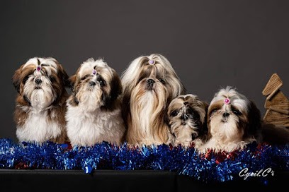 Aï Huong Lan's Dreams, élevage de shih-Tzus situé en Bretagne, Côtes d'Armor., Eleveur de Chiens à Moustéru