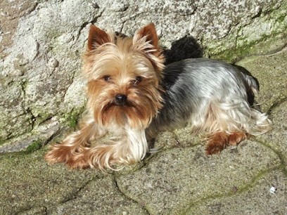 Thau Deutsch Michèle, Eleveur de Chiens à Éguelshardt