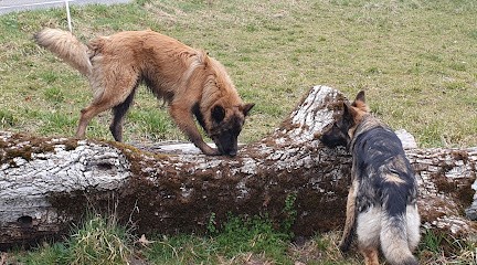 L'Ombre Des Loups, Dresseur de Chiens à Viuz-en-Sallaz