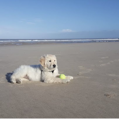 GOLDEN RETRIEVER DE LA BELLE LADY, Eleveur de Chiens à Montendre