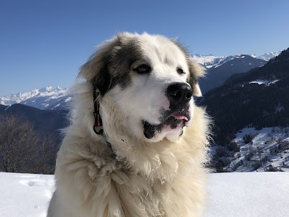 La Coloc' des 4 pattes, Pension pour Chiens à Warluis