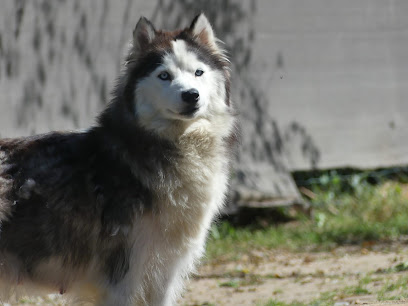 Elevage De La Maison Des Ptits Loups, Éleveur De Chiens à Breuillet