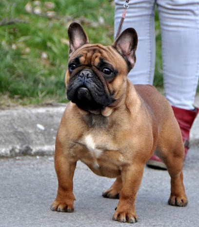 Peaky's French-House, Eleveur de Chiens à Poursay-Garnaud