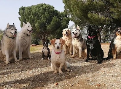 Vos 4 Pattes En Balade, Pension pour Chiens à Perpignan