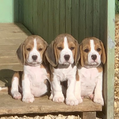 Élevage de La Vallée des Bleuets, Eleveur de Chiens à Saint-Palais-de-Négrignac