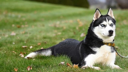 HUSKY FAMILY, Pension pour Chiens à Moncetz-l'Abbaye