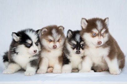 Élevage Passion Pomsky : élevage familial de chiots Pomsky proche Avignon Vaucluse en France, Eleveur de Chiens à Caumont-sur-Durance