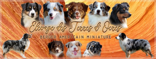 Berger Américain des Terres d'Ocres, Eleveur de Chiens à Gensac-sur-Garonne