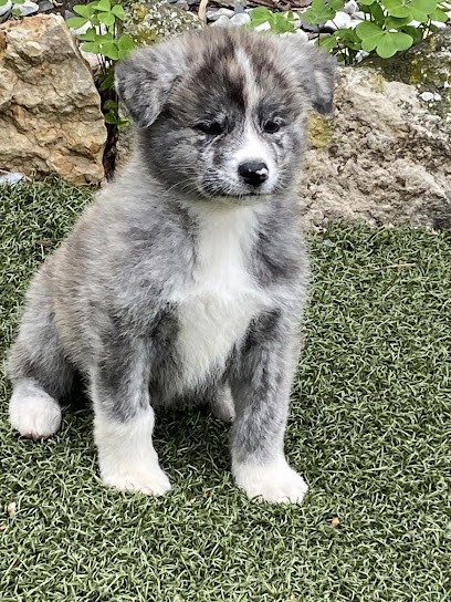 Elevage de L Arche Impériale, Eleveur de Chiens à Mouliherne