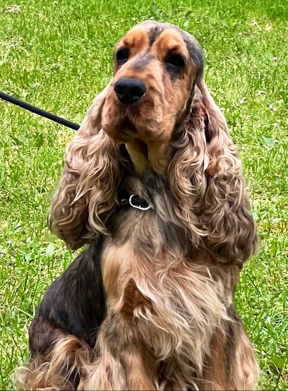 Élevage canin des colères de zeus, Eleveur de Chiens à Lussac-les-Châteaux