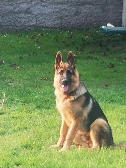 Farucci Antoine, Dresseur de Chiens à Saint-Martin-la-Plaine