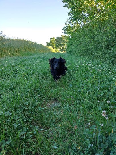 École Canine De Dépémus - Educatrice Et Comportementaliste Canin, Dresseur de Chiens à Chémery