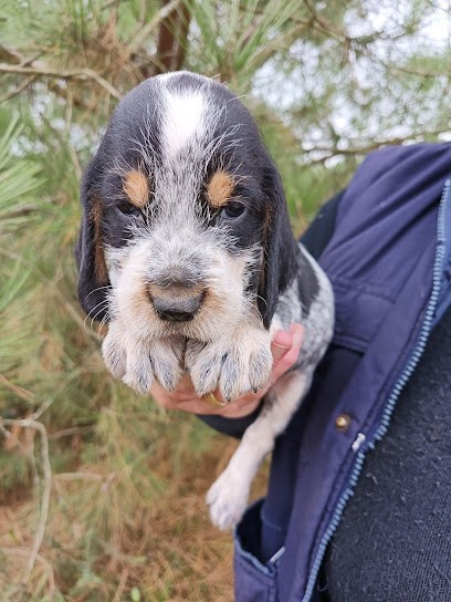 Des Perles De La Renaudie, Eleveur de Chiens à Saint-Crépin-d'Auberoche