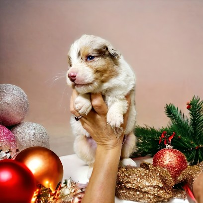 ELEVAGE DU DOMAINE DE DEMETER - BERGER AUSTRALIEN - GOLDEN RETRIEVER - BOULEDOGUE, Eleveur de Chiens à Lacépède