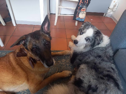 Comport Educ - Luc Chemin Dresseur De Chiens à Toulouse