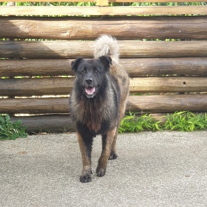 Edania, Dresseur de Chiens à Noizay