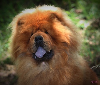 EARL MELYANNA / Du Yang Tse Kiang/Bucolik, Eleveur de Chiens à Allemans-du-Dropt