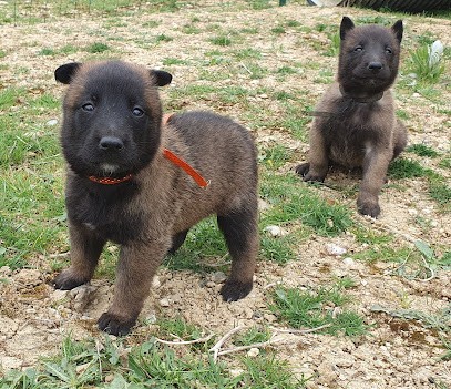 Élevage De La Croix De Chevalier, Eleveur de Chiens à Nissan-lez-Enserune