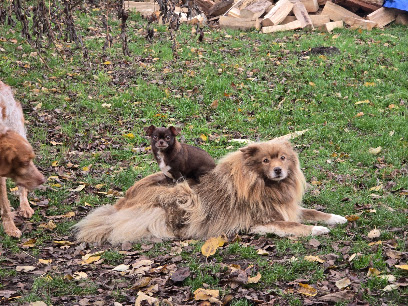 Le Club Vacances, Pension Pour Chien à Franqueville-Saint-Pierre