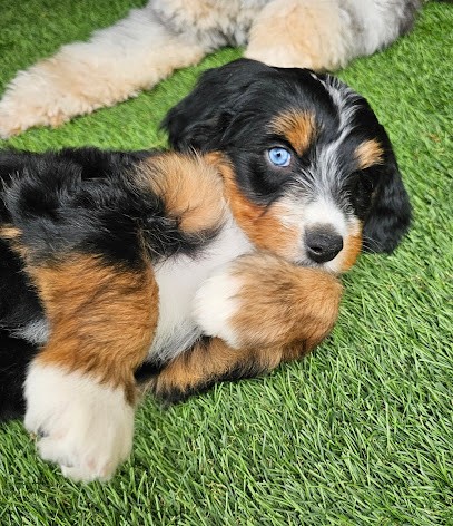 Les Doodles de Sophie, Eleveur de Chiens à Metz