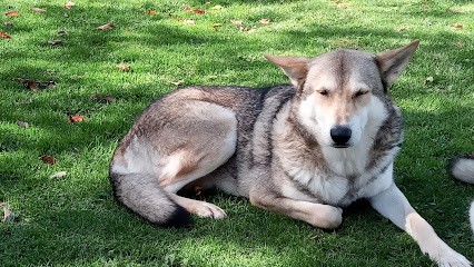 Domaine de Palais Zoo, Eleveur de Chiens à Bricquebec-en-Cotentin