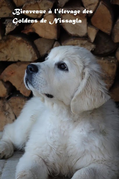 Élevage de golden retriever Golden de nissayla, Eleveur de Chiens à Ploubezre