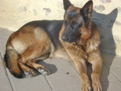 Elevage De Saint Jean D'Assé, Eleveur de Chiens à Saint-Jean-d'Assé