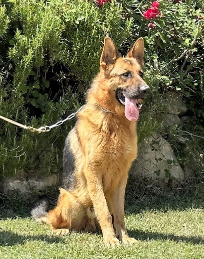 Centre Canin La Gaïdocienne, Pension pour Chiens à Saint-Paul-les-Fonts