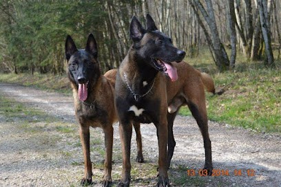 De La Forêt de l'Espérance - Élevage de Berger Australien et Berger Belge Malinois, vente de chiots, Bourgogne-Franche-Comté, Eleveur de Chiens à Bagneaux