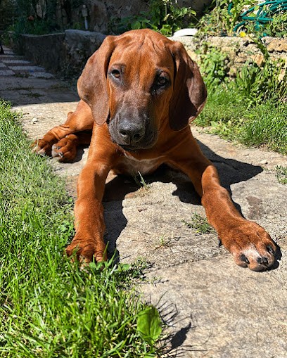 Of lil' toffee, Eleveur de Chiens au Thor