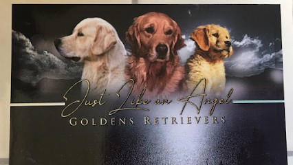 Just Like an Angel Golden Retriever, Eleveur de Chiens à Bouchoir