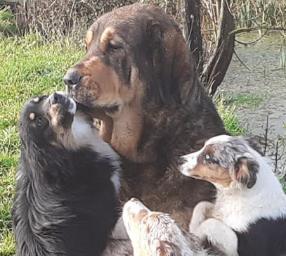 La Bande À Gro, Éleveur De Chiens à Grez-Neuville