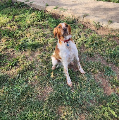 La Pension Du Prato, Pension pour Chiens à Pernes-les-Fontaines