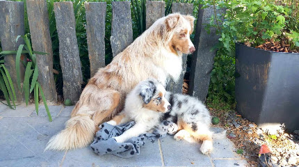 Elevage Australian Sherpherds, Éleveur De Chiens à Dimont