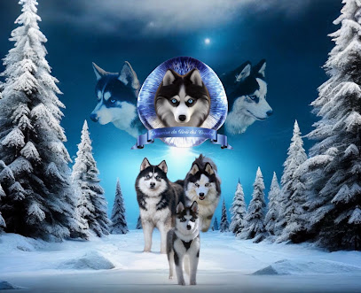 Élevage Familial De Pomsky - Domaine Du Bois Des Condos, Éleveur De Chiens à Asnières-sur-Oise