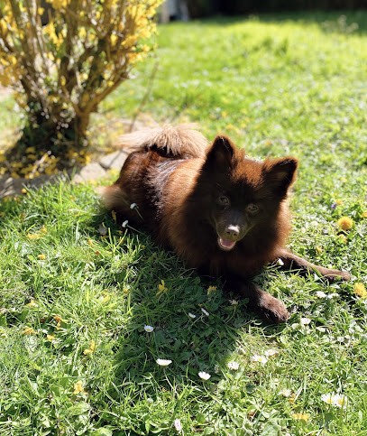 EARL Du Domaine des Raines, Eleveur de Chiens à Lannoy-Cuillère
