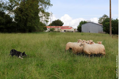 Canitools Educateur Canin Dresseur De Chiens à Essarts en Bocage