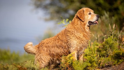 Haut De La Girauderie,, Eleveur de Chiens à Sainte-Hélène