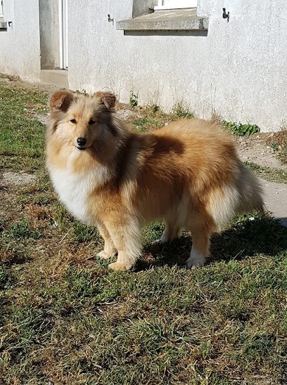 Of Rainbow Shepherds, Elevage De Bergers Des Shetland, Eleveur de Chiens à Roussent