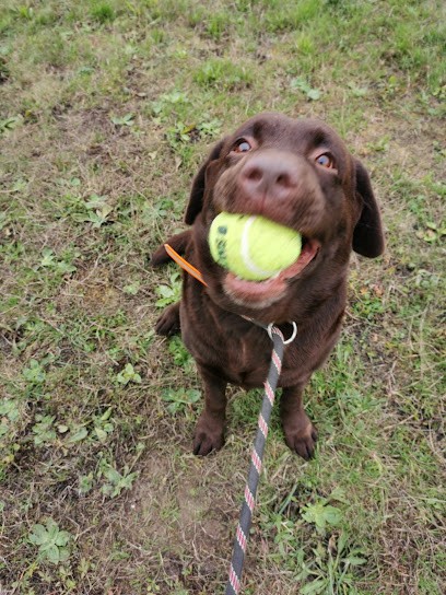 Gasperini Jonathan, Dresseur de Chiens à Villers-aux-Vents