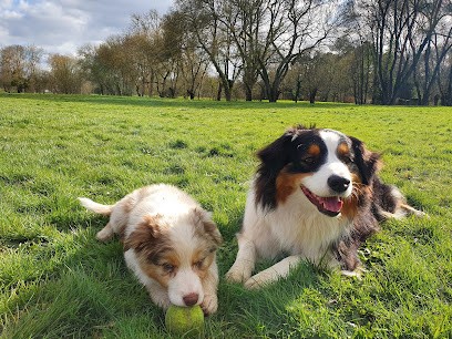 Caniway, Dresseur de Chiens à Orée d'Anjou