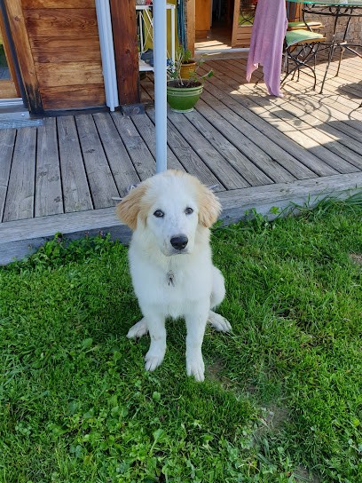 DOG'N COOL 74, Dresseur de Chiens à Vougy