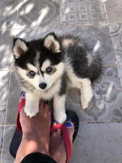 La Tanière du Tout Petit Emeline Quilez, Eleveur de Chiens à Nîmes