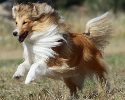elevage de berger des Shetland, Eleveur de Chiens à Marboz