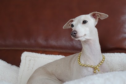 DU P'TIT GRAIN DE FOLIE, Eleveur de Chiens à Châtenoy-le-Royal