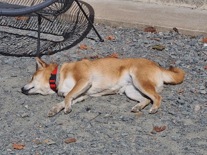 Domaine De La Duchée, Pension pour Chiens à Rivarennes
