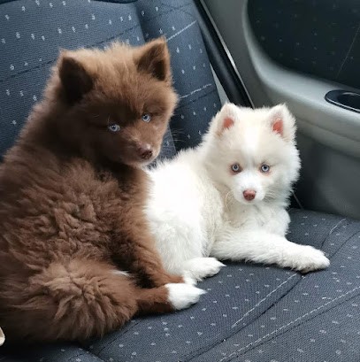 La banquise magique, Eleveur de Chiens à Lingolsheim